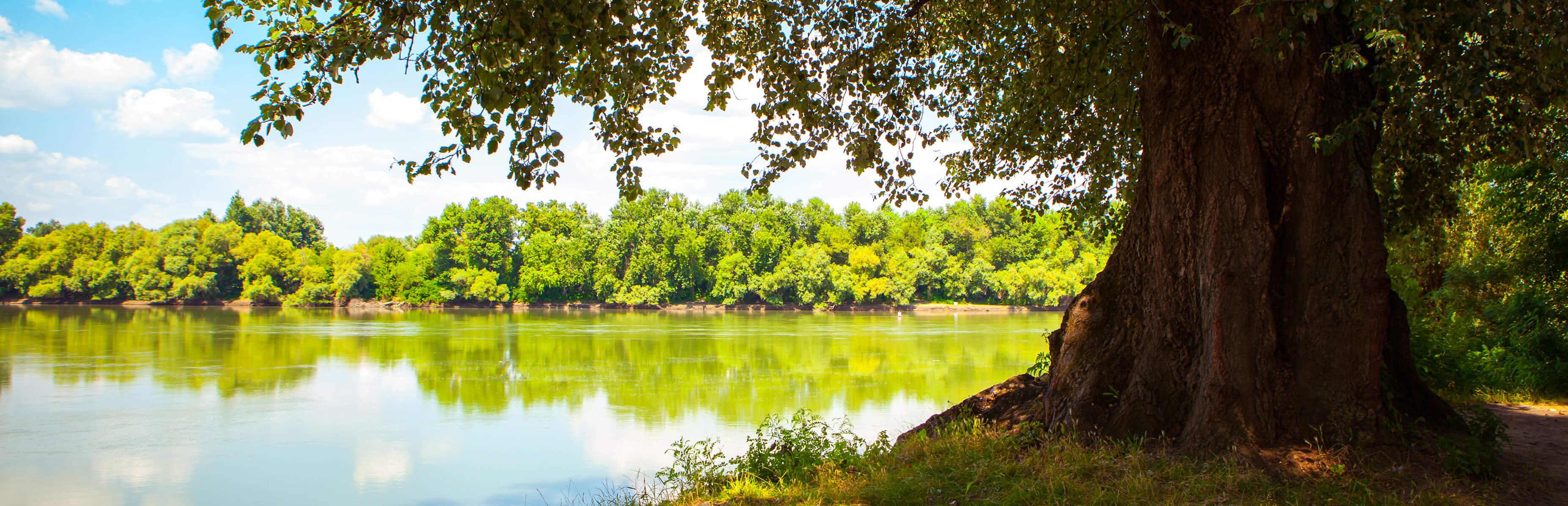 our partners image of green oak tree alongside river bed