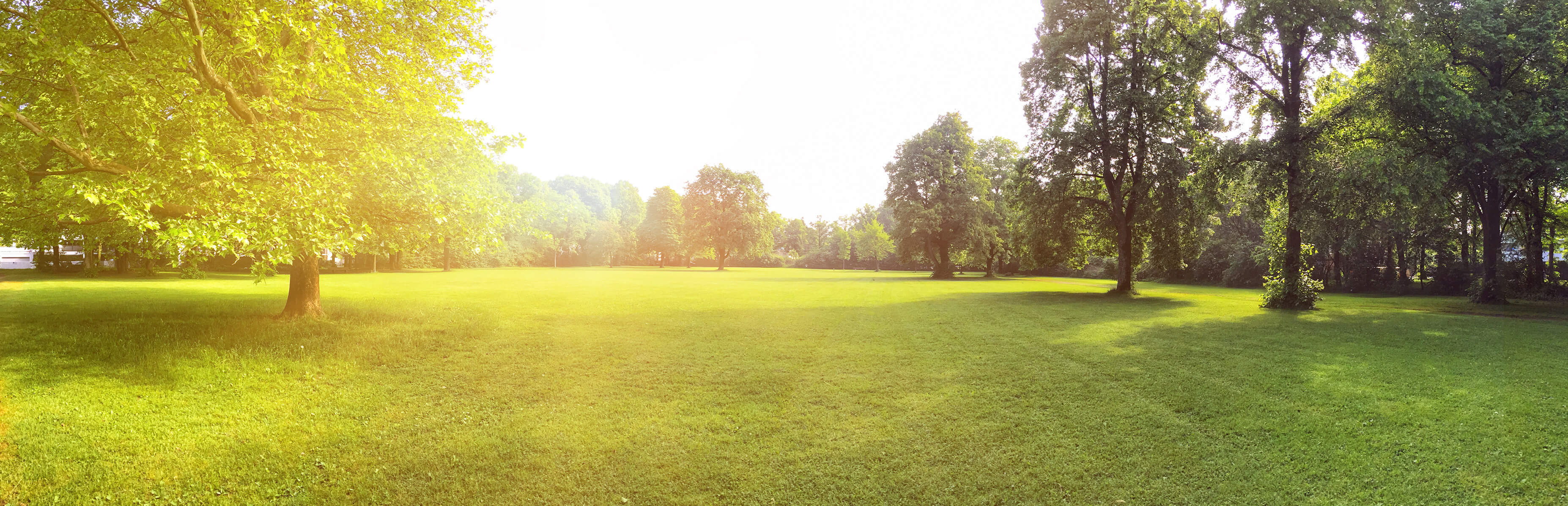 pre-application advice image of bright green trees on a lush field